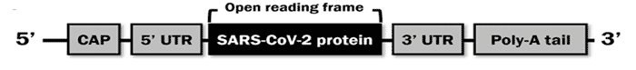 open reading frame